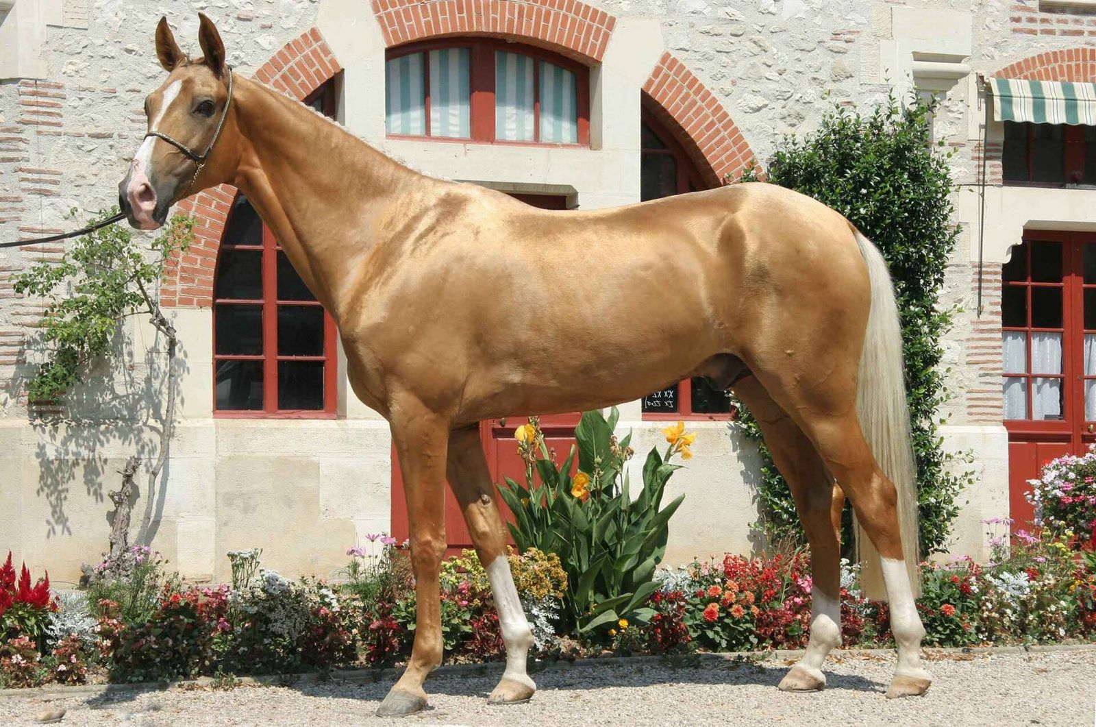 Akyel Colt Fetches Record $1 Million at Talas Autumn Sale