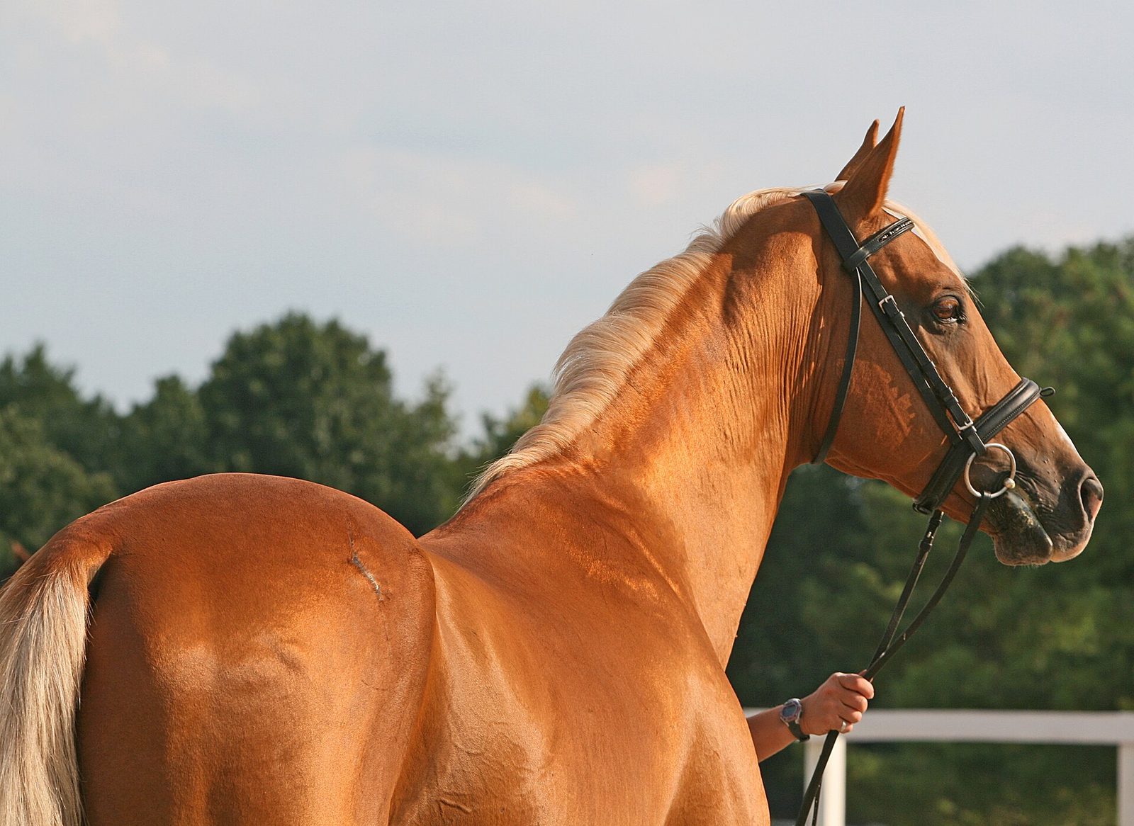 Golden chestnut horse