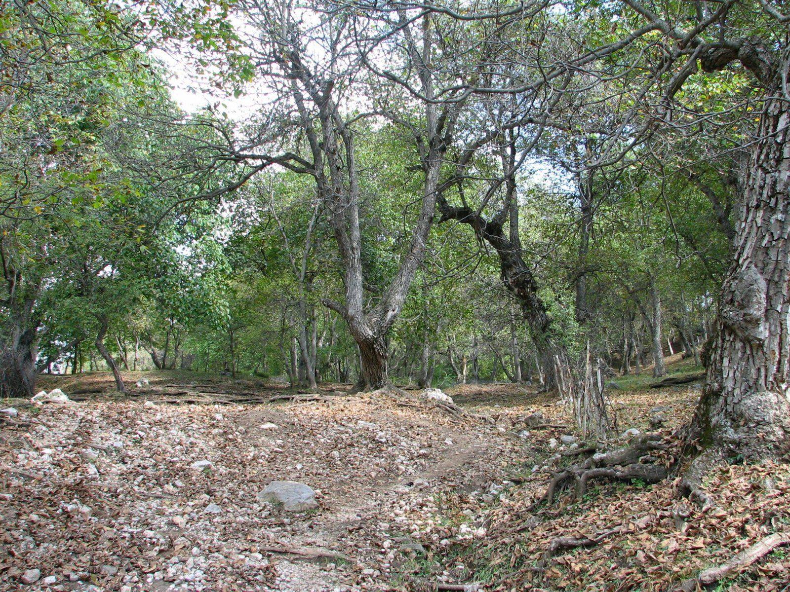Old walnut trees in a wild walnut forest