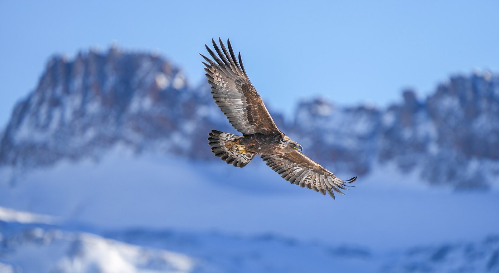A golden eagle in flight