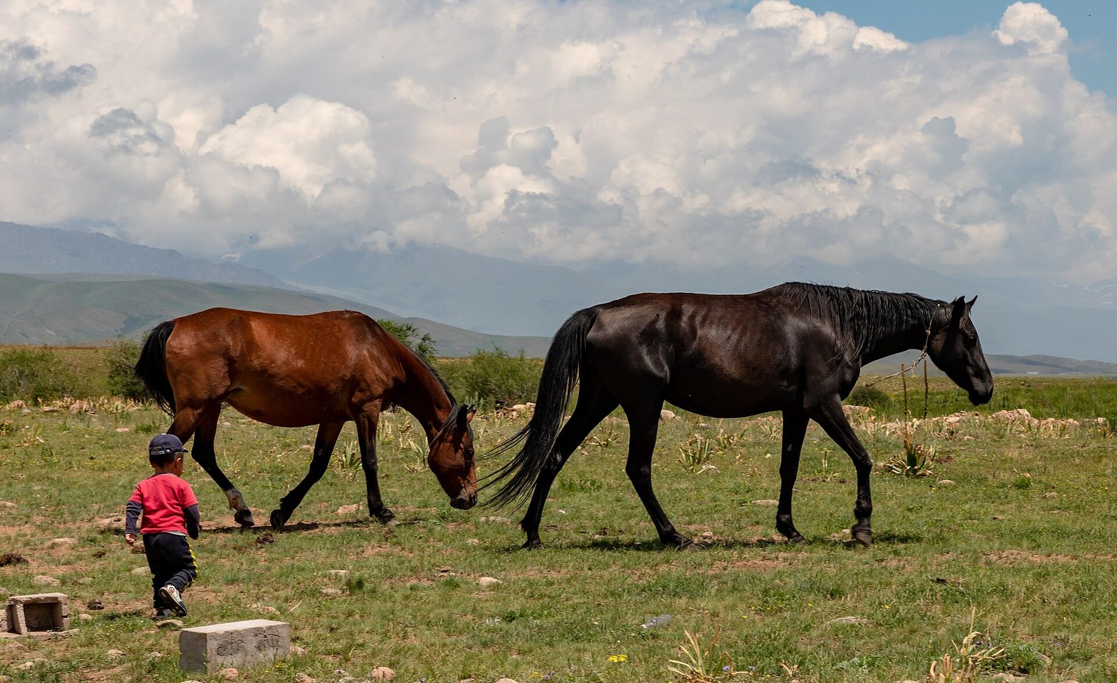 Horses grazing on a mountain pasture