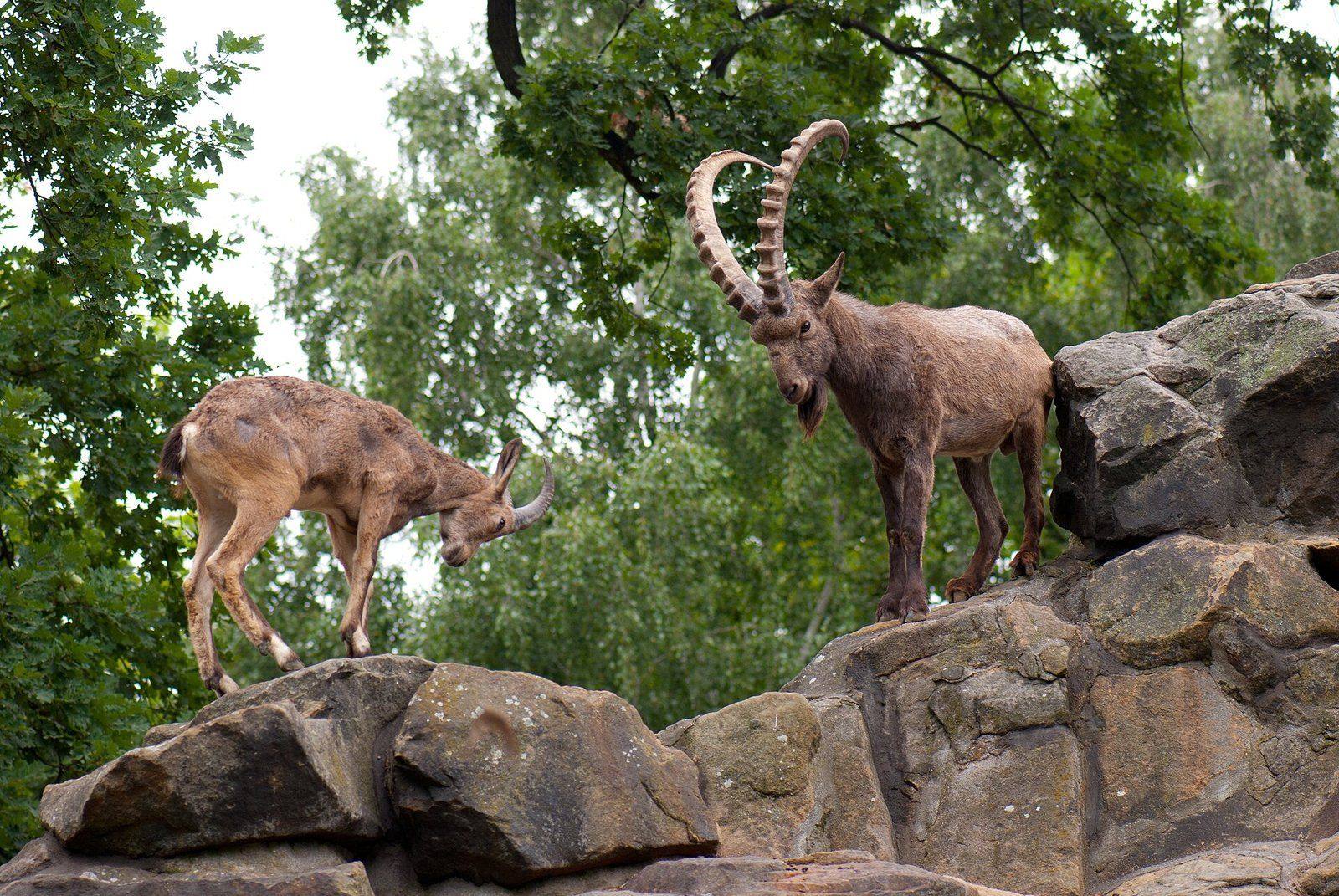 Siberian ibex