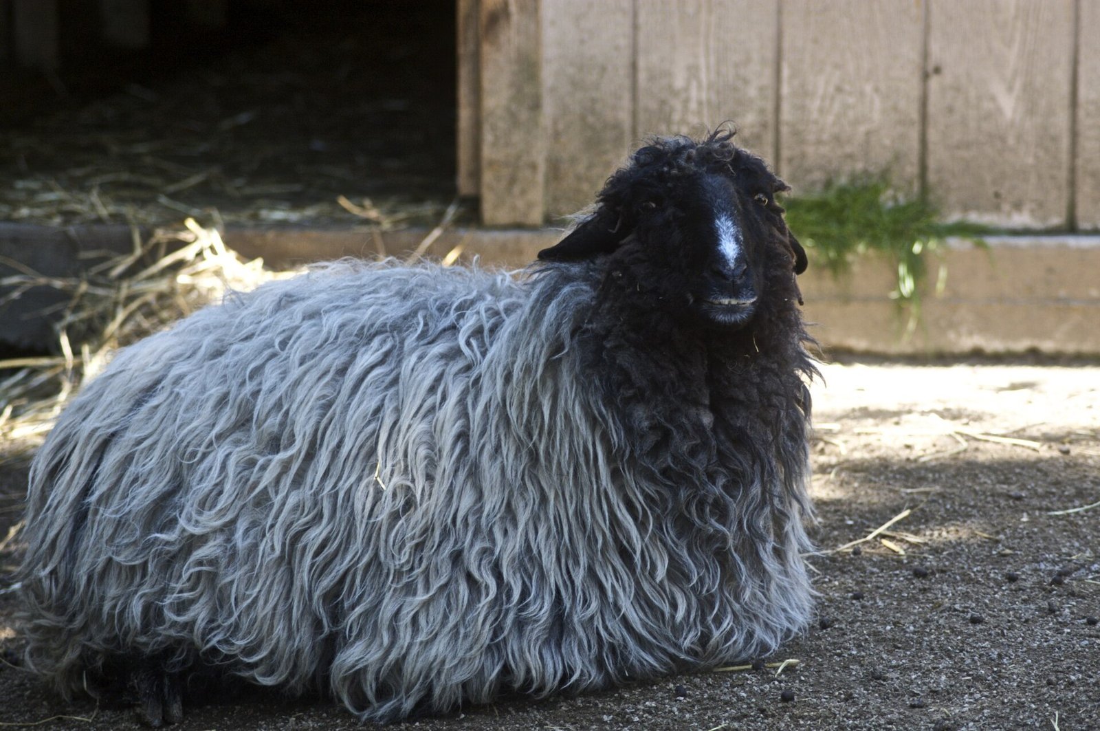 A karakul ewe