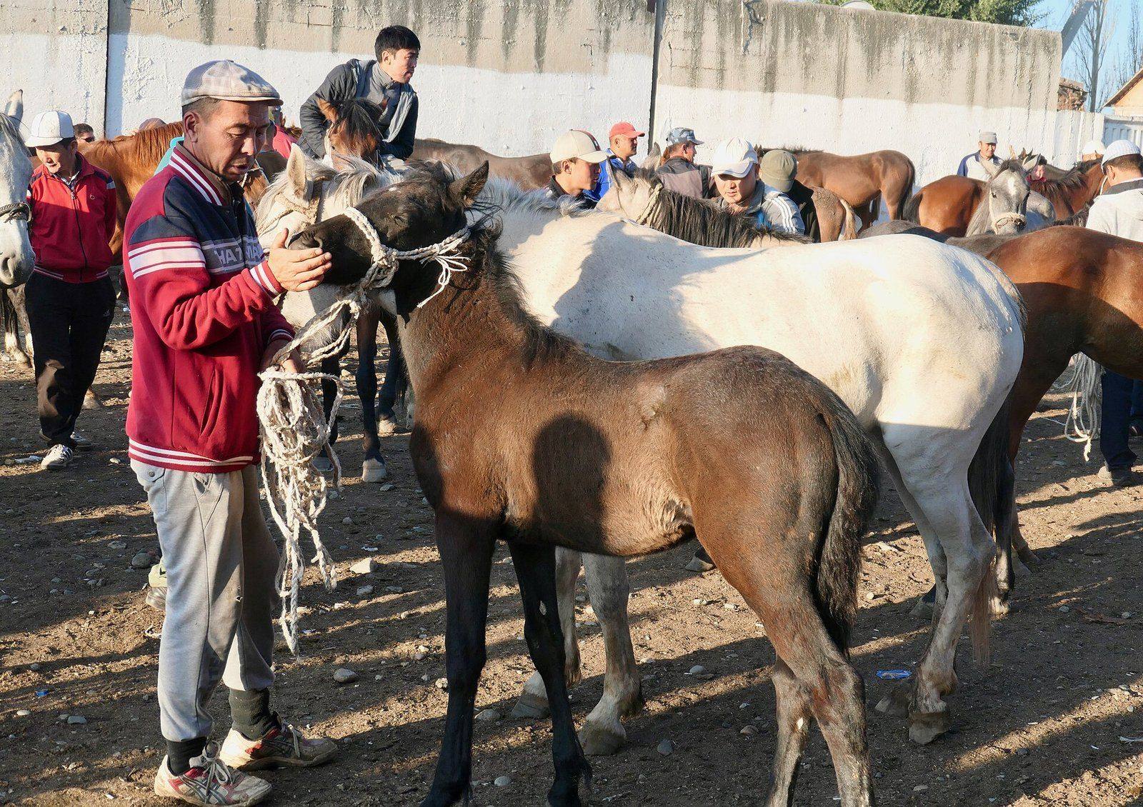 The horse section of a livestock market